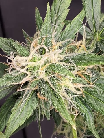 BABY SISTER — flower, day 73