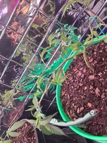 III — vegetative, day 50