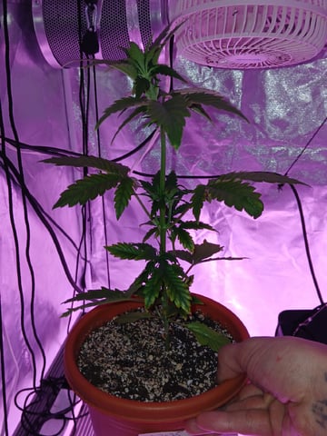 CountryG  — seedling_rooting, day 29