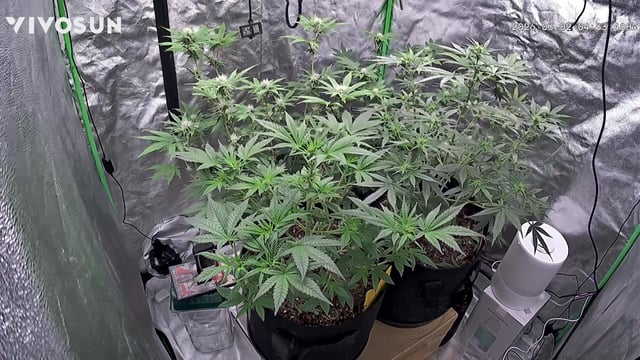 420 Fast Buds Mixed Pack — flower, day 42