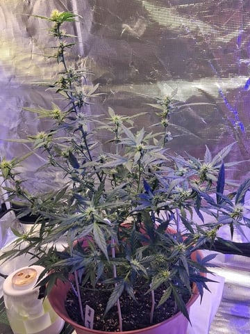 juggalogrow2020