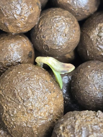 STELLA — seedling_rooting, day 8