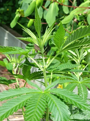 my first grow — vegetative, day 91