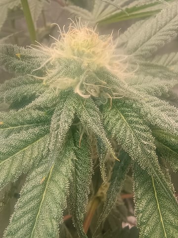 lil Slurry, first grow — flower, day 63