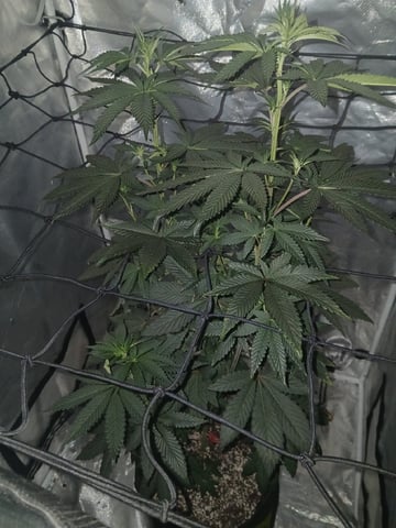 CountryG  — flower, day 94