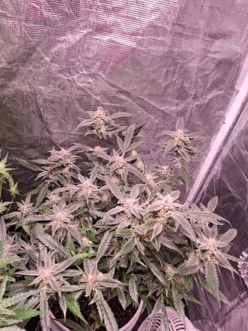 Random seed  — flower, day 1