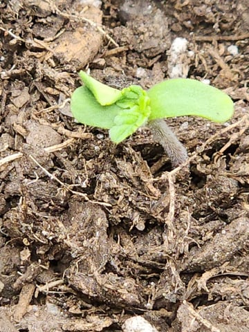 #3 — seedling_rooting, day 1
