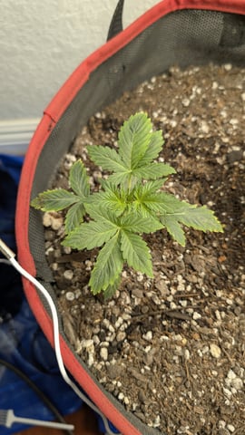 All White Spring Grow