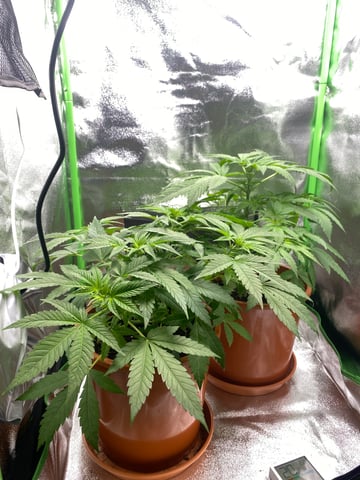 2nd Try — flower, day 45