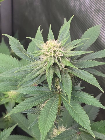 Purple Haze  — flower, day 78