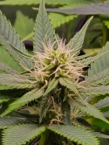 Purple Haze  — flower, day 73