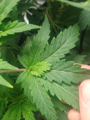 Brainstorm X Murder Biscuits — flower, day 43