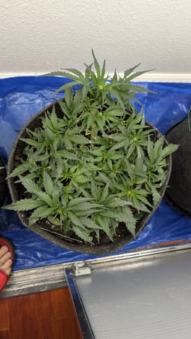 mephisto winter 2026 — flower, day 34