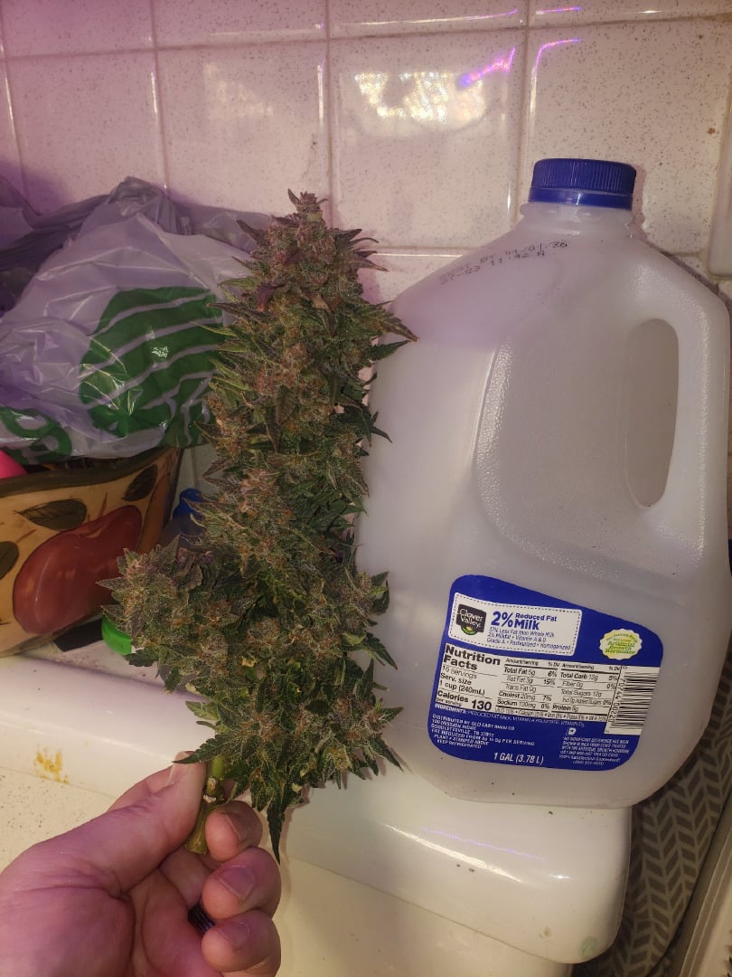 Gorilla and PurplePunch      Gorilla Glue4   (autos)4