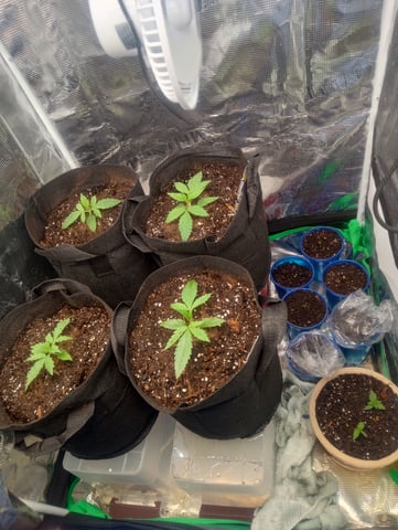  auto mixed pack indoor attempt #1 — seedling_rooting, day 15