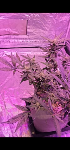 Jelousy Fast(Photo) & Ultra Voilet (Auto) — flower, day 11