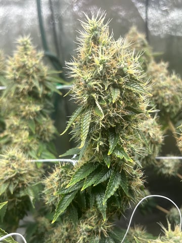 lil blue — flower, day 116