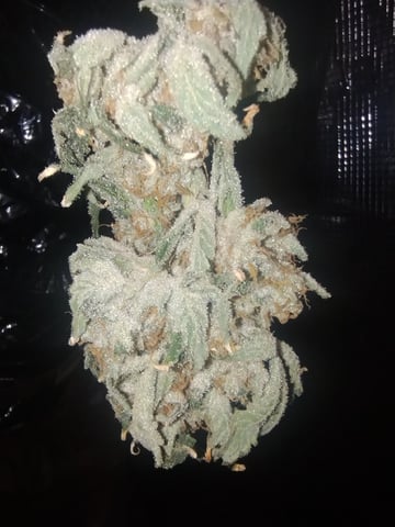 Photo Time📸🕞 — harvest, day 128