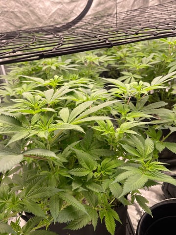 1st Ever Grow (GodFather OG) (Coco) — flower, day 93