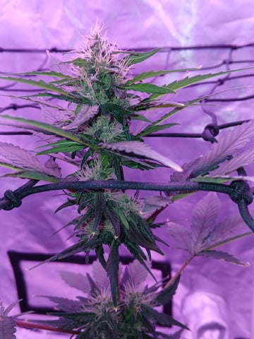 CountryG  — seedling_rooting, day 46