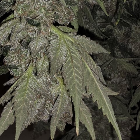 Hazy Daze — flower, day 122