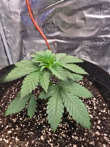 Northern lights #10 2nd plant (Selkies) — vegetative, day 19