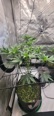 First clones (Dr nefario)  — flower, day 31