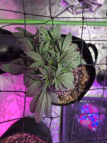 2025-26 — vegetative, day 27