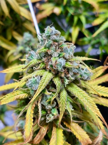 XJ-13 x Pennywise — harvest, day 152