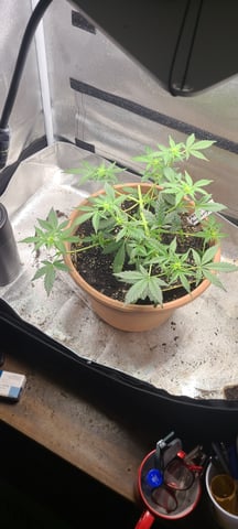 Alaskan bananaberry auto — flower, day 31