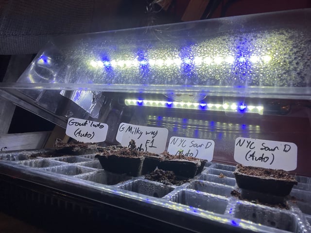 Mike Tyson Colab — germination, day 3