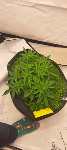 First Grow with the new setup  — auto, day 36