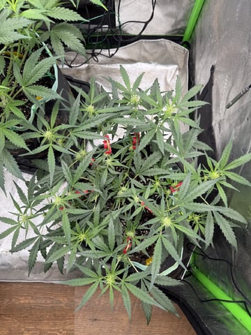 Indoor & Outdoor Grow 6 — flower, day 38