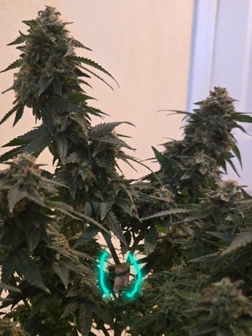 Critical Kush — harvest, day 133