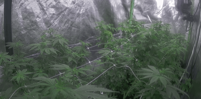 new bee's  — flower, day 86