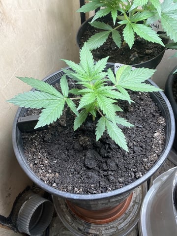 Milky Way F1 — auto, day 17