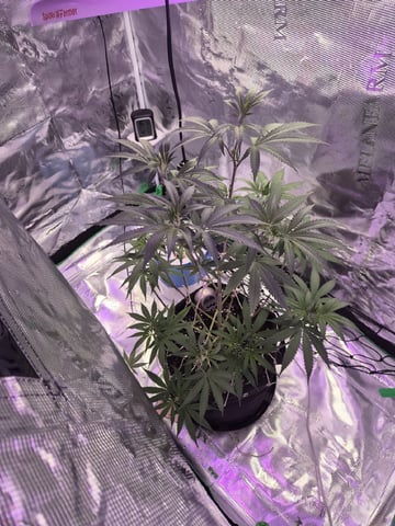 Kalini Asia Auto  — vegetative, day 13
