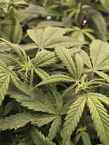 Platnium Jelly — flower, day 73