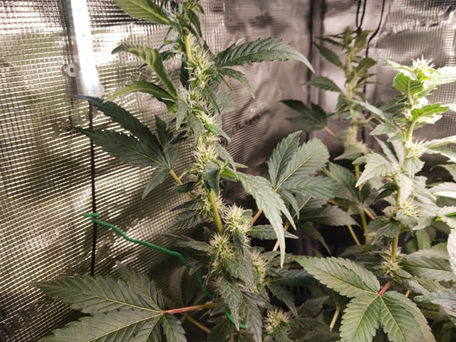 Gorilla Sherbert Feminized From Blimburn Seeds  — flower, day 82