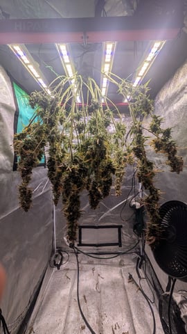 Lemon Cherry Gelato Auto — done, day 106
