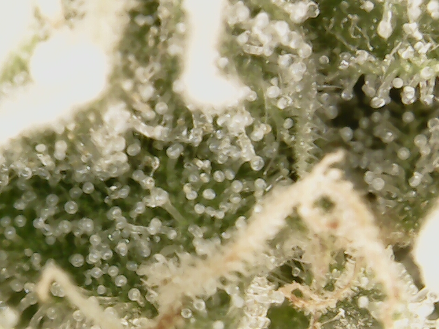 3rd run, 8 plant mom hunt - indoor top fed DTW with rockwool — flower, day 140