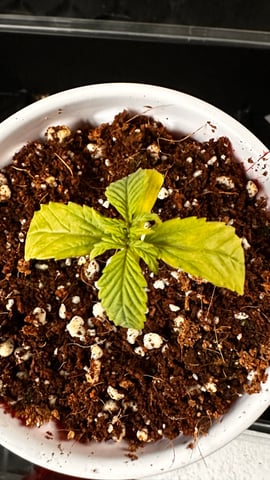 Spring/Summer 2026 Indoor Grow