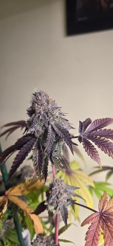 Looking for advice! — flower, day 101