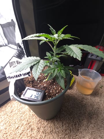 Dirty Bird - Thousand Island Fem & Platinum Kush Breath Remix x Grape Cakehead Fem Photo  — vegetative, day 18