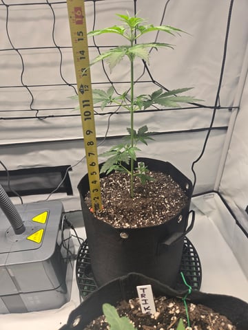 2nd Grow 3x5 tent — vegetative, day 29
