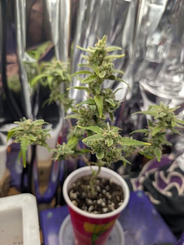 Zkittlez (Auto) — seedling_rooting, day 14