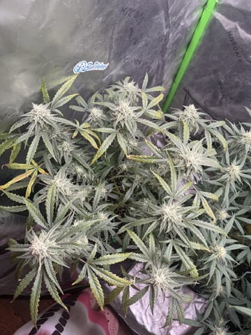 Indoor & Outdoor Grow 6 — flower, day 60