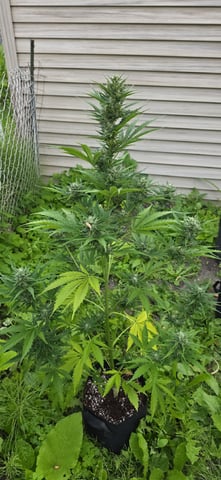 Watermelon Auto — flower, day 64