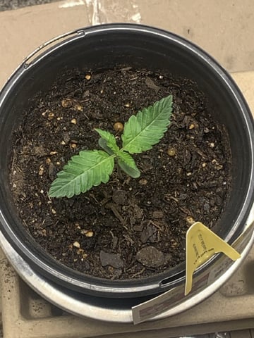 MJ — vegetative, day 1