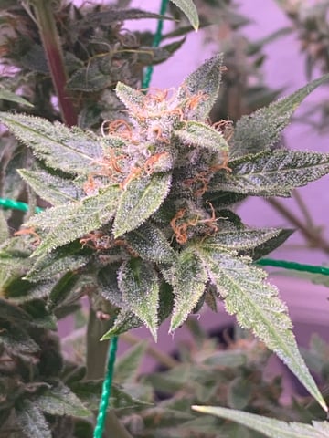 pineapple Express  — flower, day 32